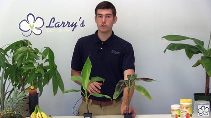 How To Grow Bananas at Home - Complete Growing Guide
