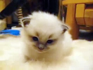 An adorable ragdoll kitten becomes one with the rug - YouTube