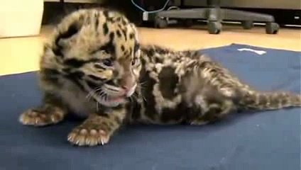 Baby tiger Well, this is the cutest thing I've seen all day - YouTube
