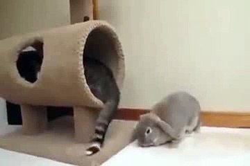 Cat’s tail may be so annoying! - YouTube