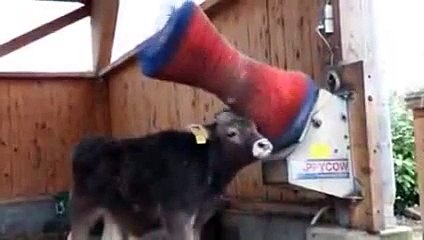 Cow finds the perfect way to itch itself - YouTube
