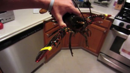 LOBSTER SHOWER PRANK! - PRANKVSPRANK