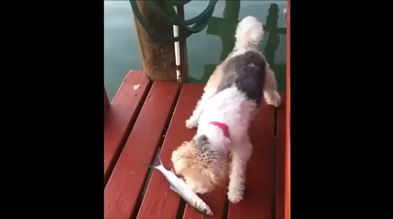 Whatsapp Funny Cat video || Ops