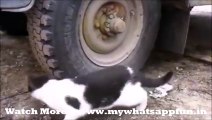 Whatsapp Funny Animals video || Real Tom and Jerry