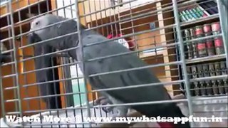 Whatsapp Animal video || Speaking Parrot