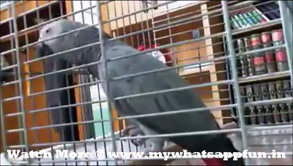 Whatsapp Animal video || Speaking Parrot
