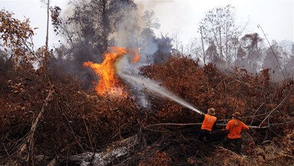 2065 Perusahaan Terindikasi Membakar Hutan dan Lahan