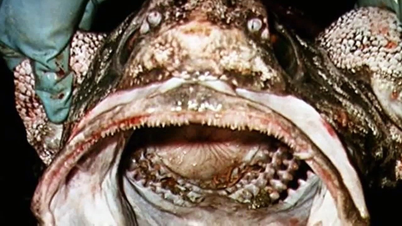 Real Sea Monster Caught