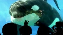 SeaWorld anuncia fim do famoso show das orcas
