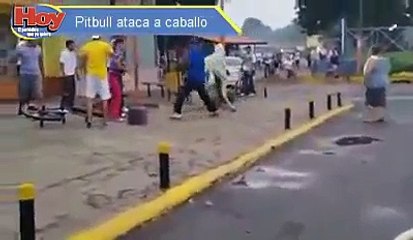 Fighting dog and horse