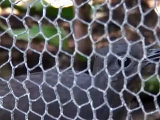 EVERY VOICE OF IMITATION THAT BIRD