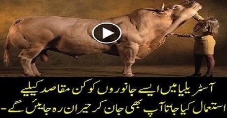 WORLD'S MOST BIZARRE Cows in Australia