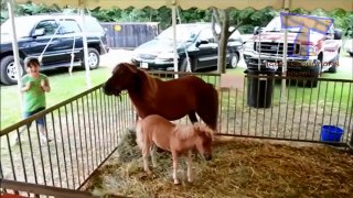 Funny ZOO fails and moments - Funny animal compilation