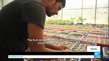 Is Bangladesh becoming a new laboratory for GM crops?