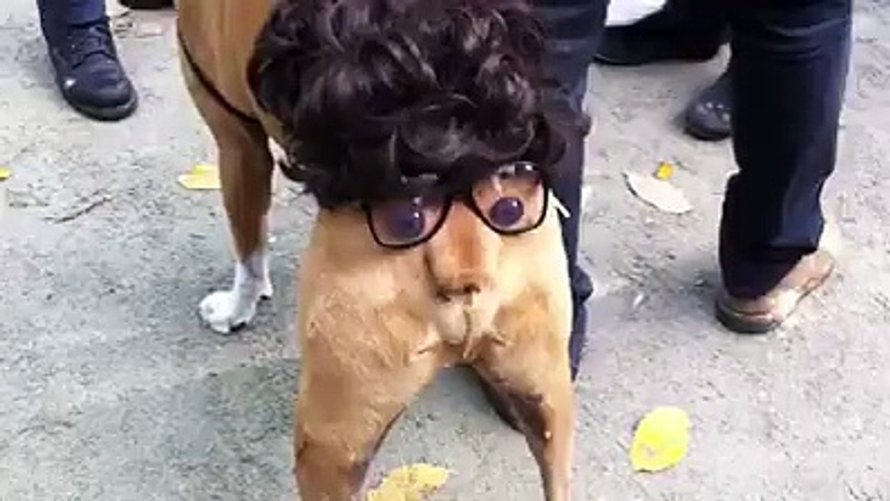 Funny dog
