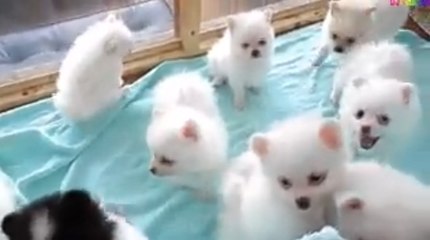 Cún Con Dễ Thương - Nhạc Thiếu Nhi Vui Nhộn Hay mới Nhất