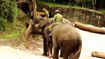 Chú Voi Con Ở Bản Đôn ✔ REMIX ✔ Nhạc Thiếu Nhi Hay Nhất