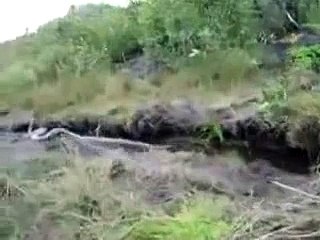 Very Long Snake Caught On Cam