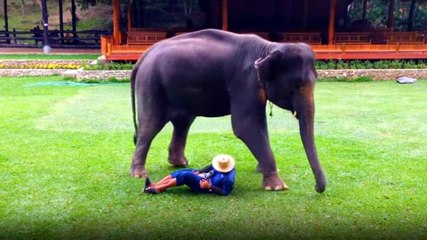 Fil Yere Düşen Sahibininin Başından Ayrılmadı