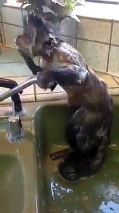 Monkey taking a shower in the sink