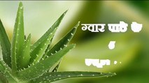 5 Aloe Vera Benefits For Beauty in Hindi - सौंदर्य के लिए ग्वारपाठे के लाभ urdu