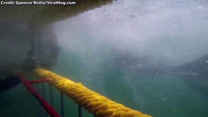 a great white shark attacks cage divers