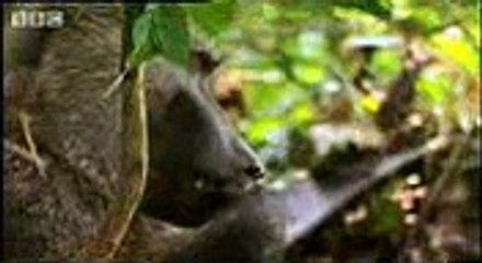 Baboons vs chimpanzees - BBC wildlife