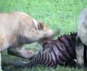 Young Hyenas vs Huge lions_ young hyenas destroys lions