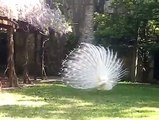 Amazing peacock dance