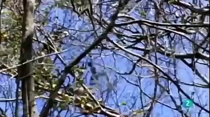 Documental de Leones en Africa Salvaje | Documentales National Geographic Español