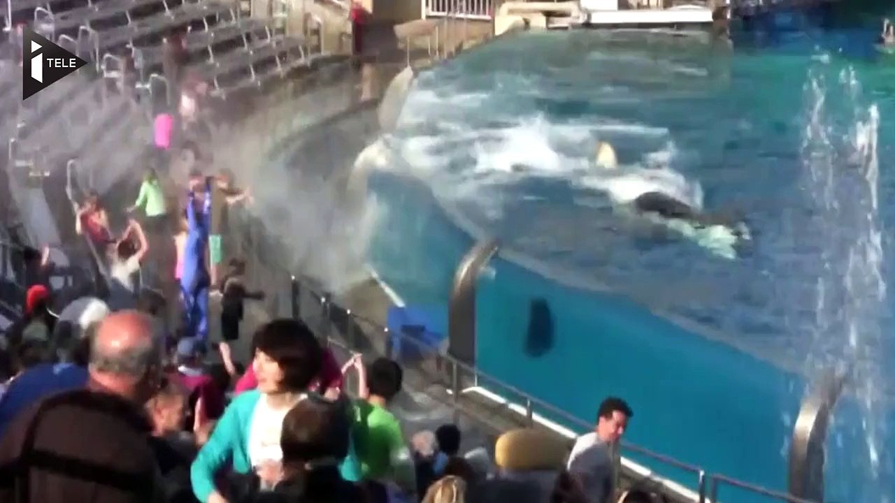 Etats-Unis: Le parc SeaWorld met fin à son attraction avec les orques