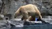 Une maman ours polaire vole au secours de son petit qui ne sait pas nager