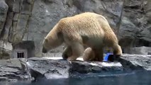 Une maman ours polaire vole au secours de son petit qui ne sait pas nager