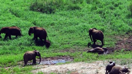 Rare elephant twins Pongola Game Reserve