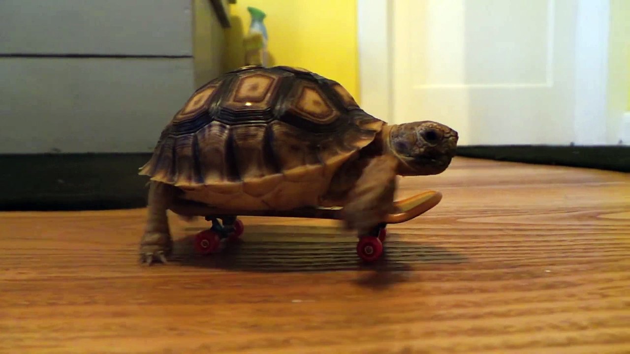 Skateboarding tortoise