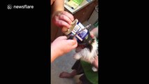 Puppy gets its head completely stuck in Miracle Whip spread jar