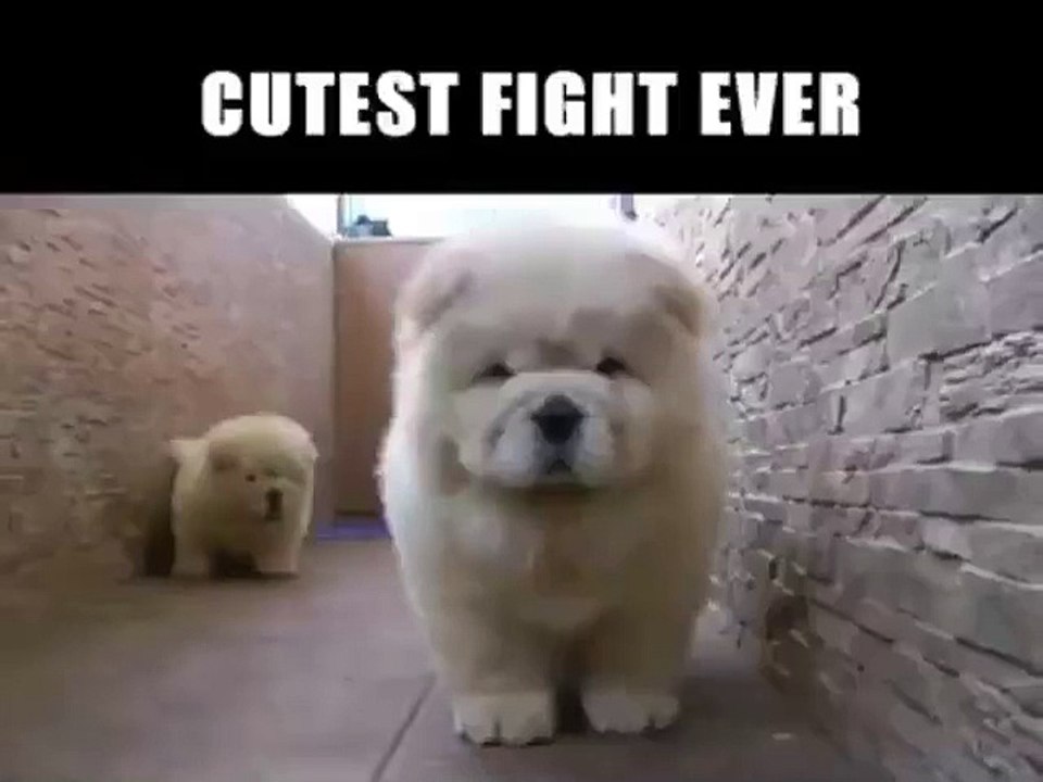 dogs cutest fight ever