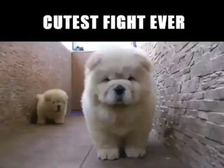 dogs cutest fight ever