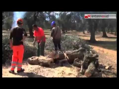 Tg Antenna Sud - La xylella avanza, a rischio uliveti del Barese