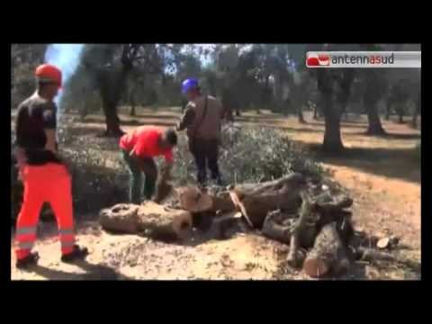 Tg Antenna Sud - Xylella, nuovi blocchi stradali in Salento