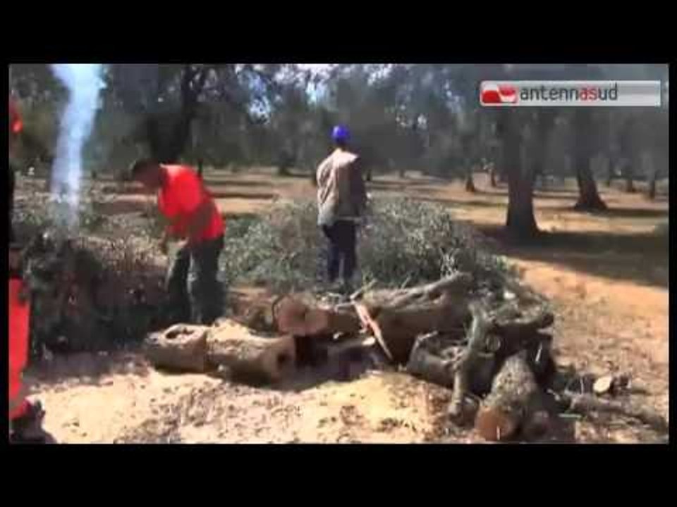 Tg Antenna Sud - Xylella, il Tar Lazio  ferma le ruspe