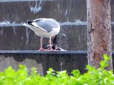 Seagull eating a dead bird