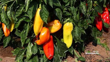 Zašto u Bačkom Bregu svake godine ima sve manje stanovnika?_419_26.09.2015.