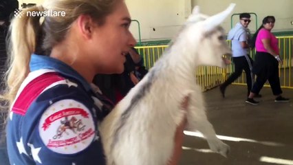 Baby pygmy goat reunited with mum after being stolen from petting zoo
