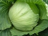 what are the Health Benefits of Cabbage For Pregnant Women