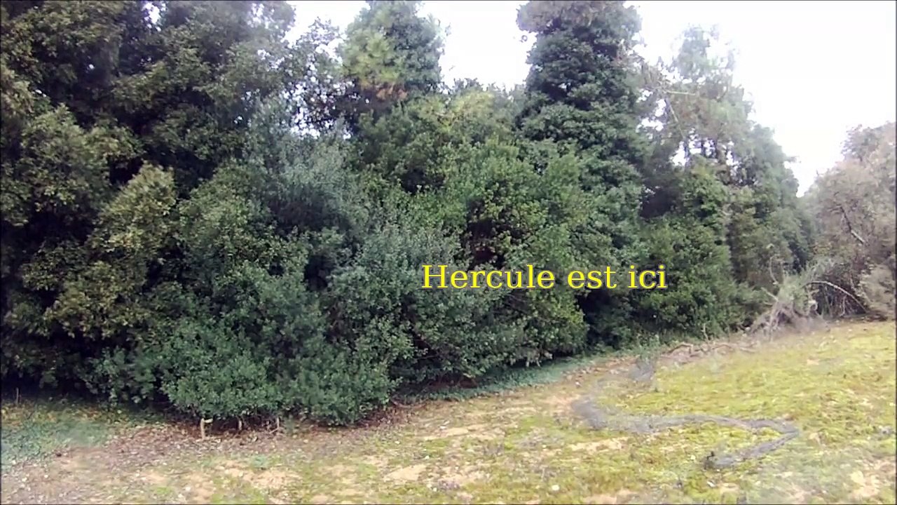 Pointer arrêt sur perdrix rouge