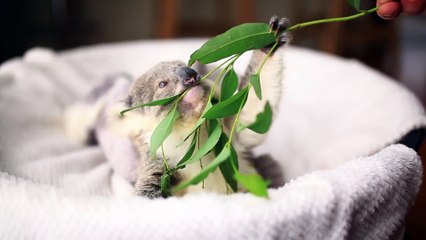 Un bébé Koala ADORABLE mange sa première feuille d'Eucalyptus!