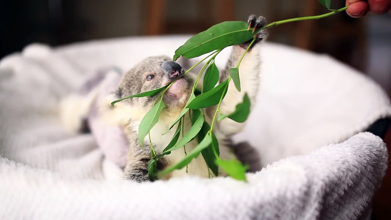 Un bébé Koala ADORABLE mange sa première feuille d'Eucalyptus!
