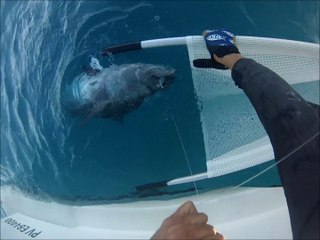 Civière gros poissons Amiaud proto2015
