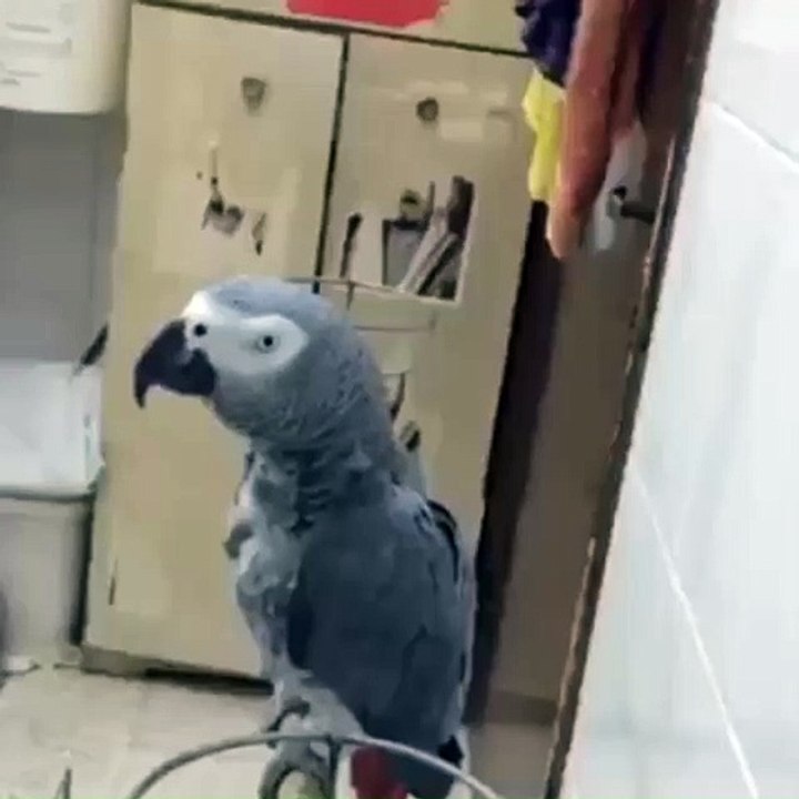 Amazing Bird saying ALLAH and SubhanALLAH
